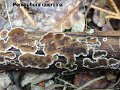 Peniophora quercina-amf1392